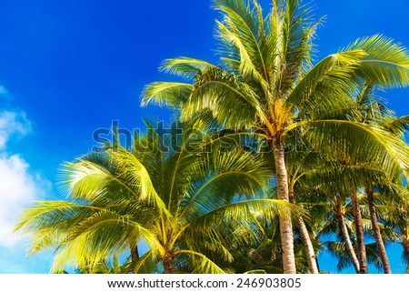 Palm trees on a tropical beach, the sky in the background. Summer vacation concept.