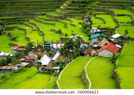 Rice terraces in the Philippines. The village is in a valley among the rice terraces. Rice cultivation in the North of the Philippines, Batad, Banaue.