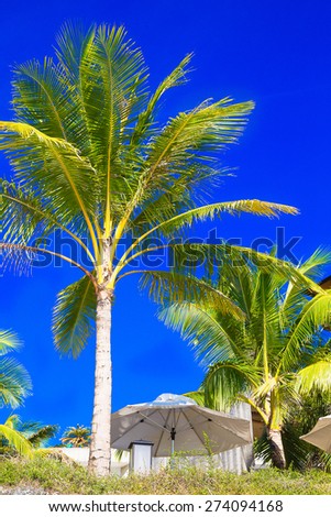 Palm trees and sun umbrellas on a tropical beach, the sky in the background. Summer vacation concept.