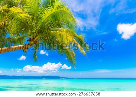 Dream scene. Beautiful palm tree over white sand beach. Summer nature view.