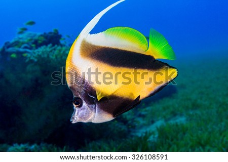 Butterfly fish swims among the corals. Underwater Photo.