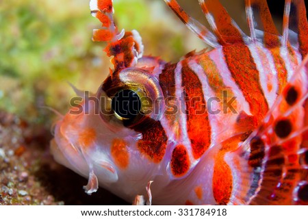 Funny fish close-up portrait. Tropical coral reef scene. Underwater photo.