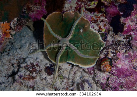 Sponge Brittle Star (Ophiothrix suensonii) on sponge.