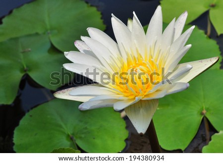 Lotus flowers that grow in water. The decoration of the Lotus has also lead worship.