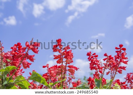 Background image tree to red flowers and sky.