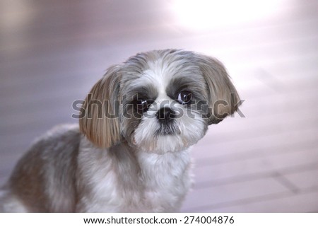 Puppy of a lovely expression/Shih Tzu dog