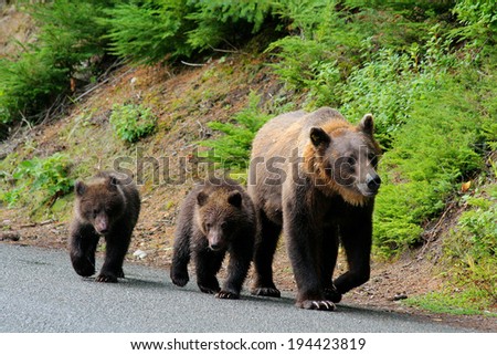 Mother grizzly with 2 cubs wandering down the road in Alaska
