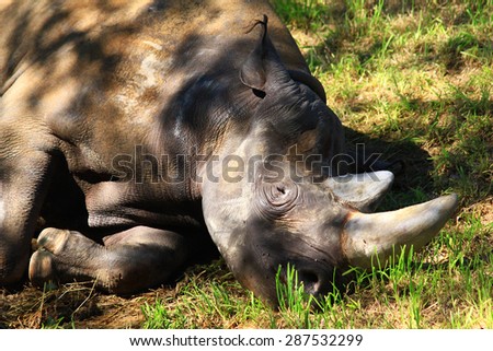 Rhinoceros taking a nap in the afternoon sun