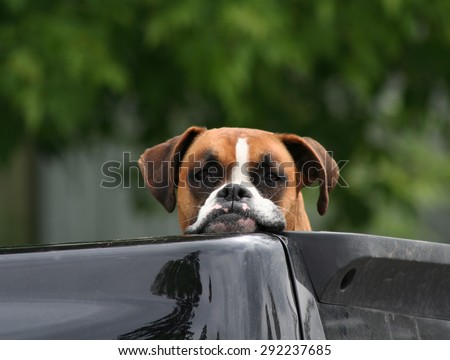 Cute Boxer dog resting head and chin on the side of a truck