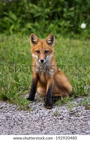Fox cub sitting by the side of the road