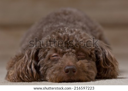 Brown dog laying down sleeping 2