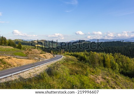 Asphalt road in coniferous forest