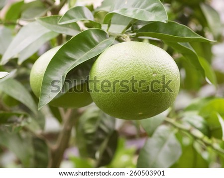 One green grapefruit on branch in focus. Close-up, with branches and leaves. Natural garden in Croatia.