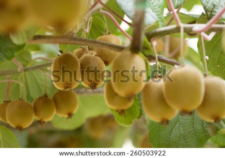 Kiwi fruits on a branch, some in focus. With branches and leaves. Natural garden in Croatia.