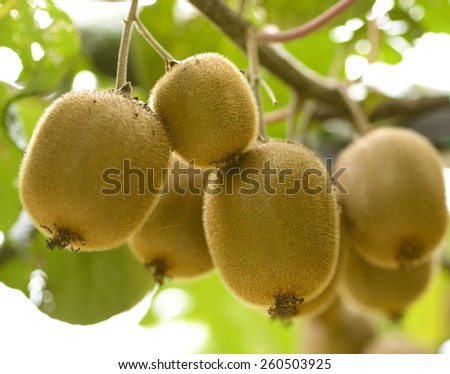 Kiwi fruits on a branch in focus. Close-up, with branches and leaves. Natural garden in Croatia.