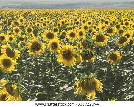 Field of sunflowers. Back light, focus in the center of shot. Sunset time, sunny day, plurality of heads of flowers.