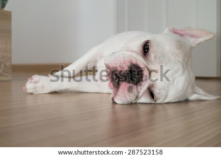Bacon, He is white french bulldog sleeping on the ground.