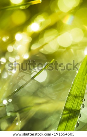 Morning dew on blades of grass during sunrise.