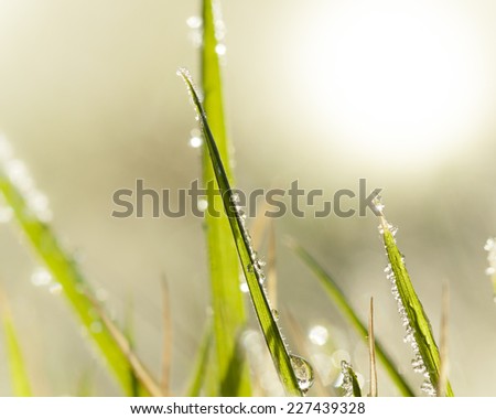 .Morning dew on blades of grass during sunrise.