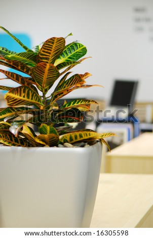 plant in office with computer monitor background