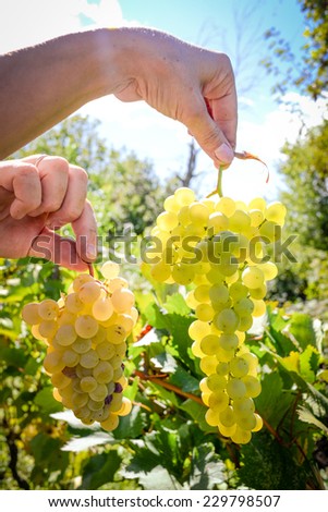 White grapes holding with a palm, in hands in sunny vineyard