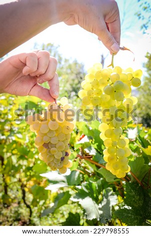 White grapes holding with a palm, in hands in sunny vineyard