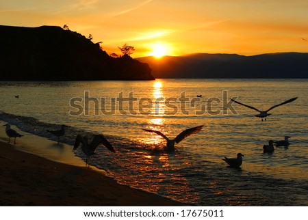 Sea seagulls on the water orange sunset