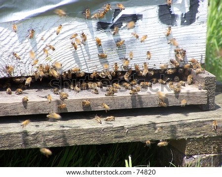 Honey bees buzzing around bee hive. - stock photo