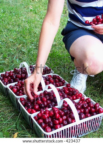 Woman adding cherries to baskets