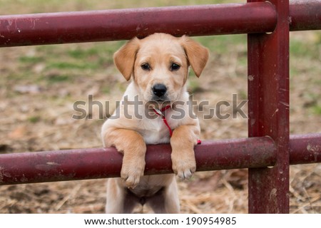 Puppy on Red Gate