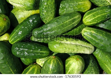 Close-ups of fresh cucumbers. Natural source of vitamins