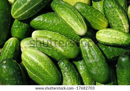 Fresh cucumbers. Natural source of vitamins