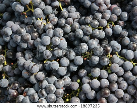 Close-ups of fresh grapes. Natural source of vitamins