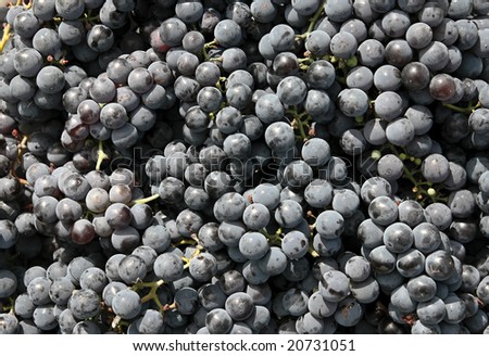 Close-ups of fresh grapes. Natural source of vitamins