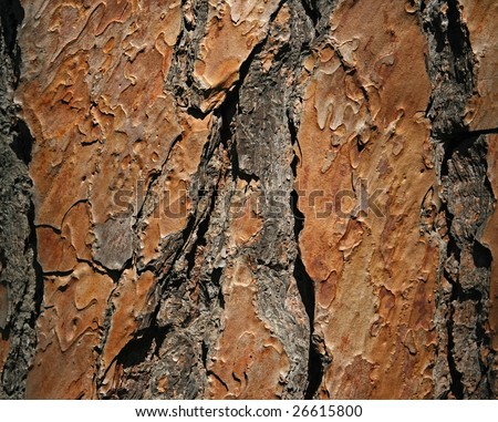 Natural pine tree bark abstract background