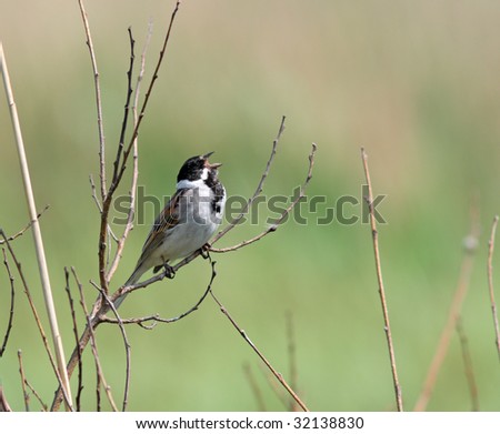 Singing bird (Reed bunting) sitting on a branch