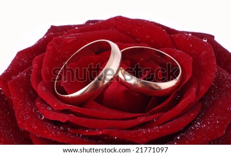 stock photo Two gold wedding bands beside a red rose