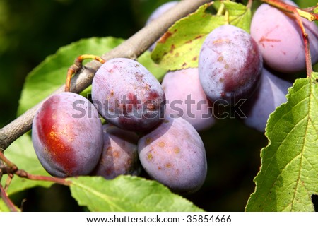 Purple fruits of a Stanley prune plum