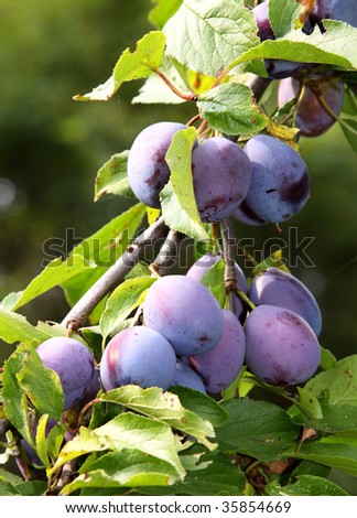 Purple fruits of a Stanley prune plum