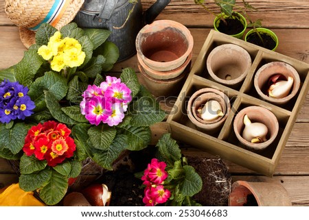 Flower bulbs, pots on wooden table