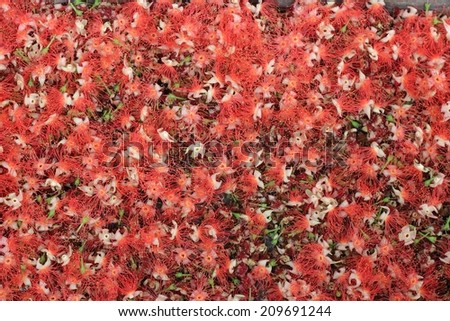 Full frame background of pink exotic flowers - Barringtonia .