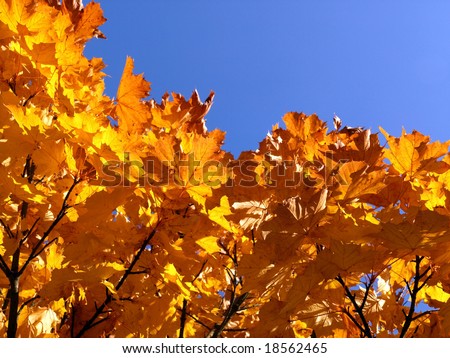 detail of a yellow autumn tree in the sun