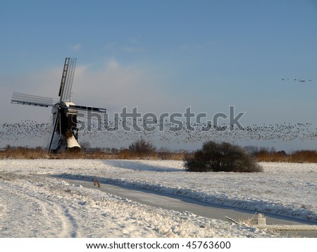Winter time, flock of goose landing near a typical dutch mill in winter time