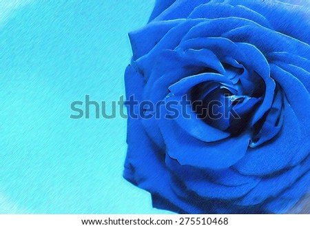 flower - blue rose - sketch