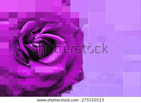 Flower - Purple Rose - Digital Art