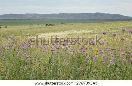 The white steppe feather grass blooming , different wildflowers on a background of mountains in the summer
