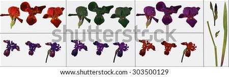 Iris flower on white background, parts of the flower: stem, Bud, leaves, flowers with a different focus. Isolated. To create the composition.