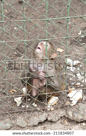 Sad monkey inside a cage