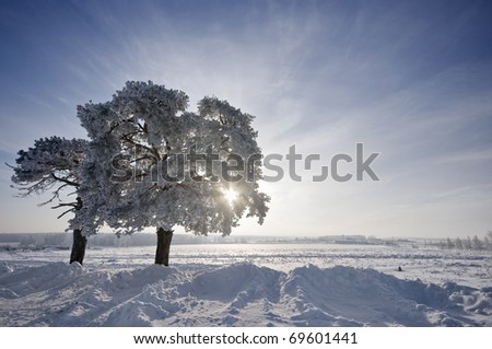 tree in winter with snow covered fields under sun