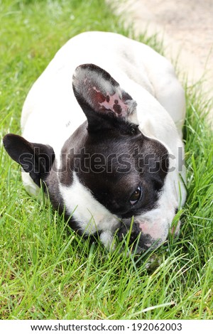 cute French bulldog eating a bone on the green grass